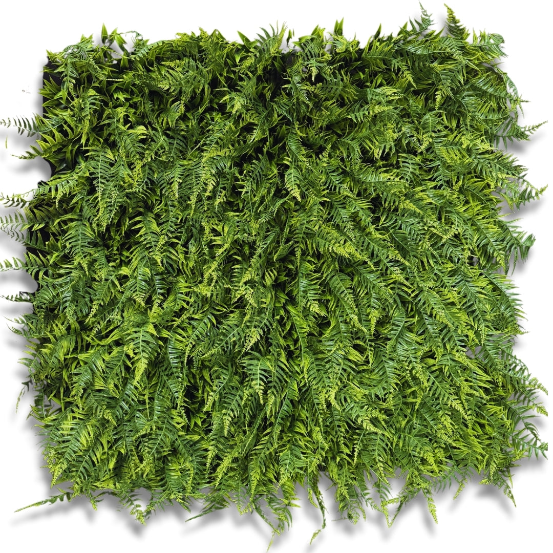 Otway Fern